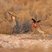 Lesser Prairie-Chicken